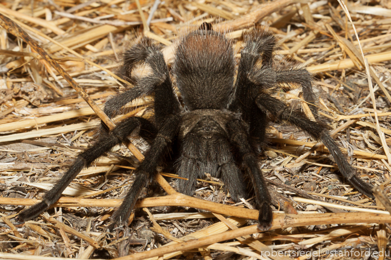 tarantula